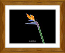 Load image into Gallery viewer, BIRD OF PARADISE 8x11
