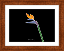 Load image into Gallery viewer, BIRD OF PARADISE 8x11